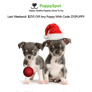 Last Weekend To Save $250 Using 250PUPPY