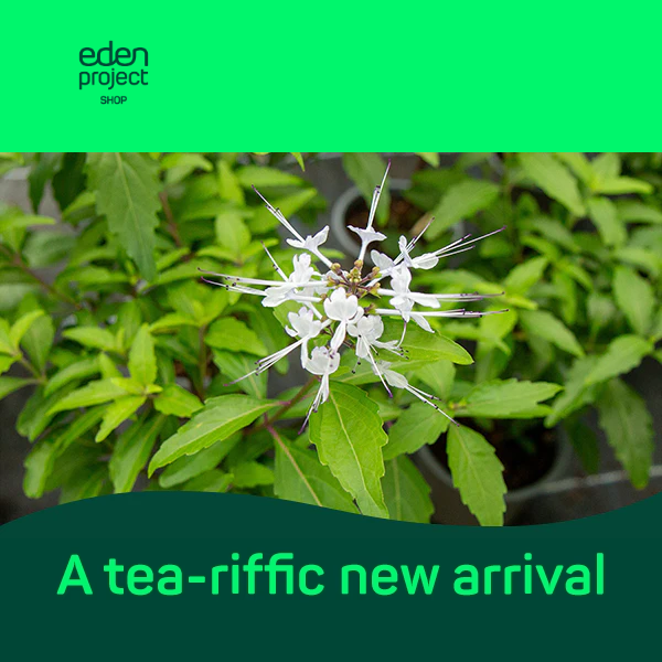 Behold a tea-riffic new arrival - grown at Eden! 🌱