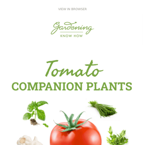 Top Tomato Companion Plants 🍅