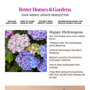 🌸 7 Reasons Why Your Hydrangeas Aren't Blooming