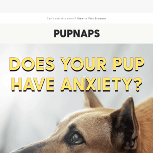 Dog anxiety: what are the signs?