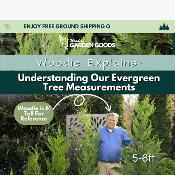 Get an Inside Look On How We Measure Our Evergreen Trees!🌲