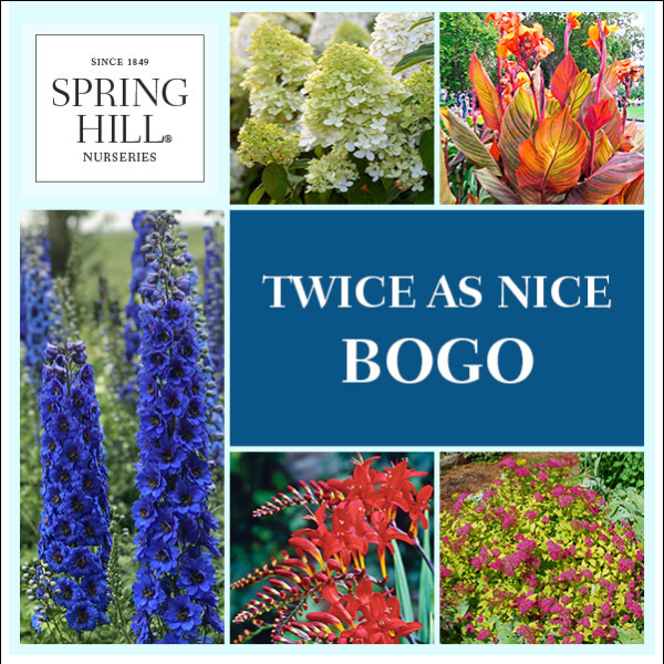 BOGO—since 1 plant alone isn't a garden.