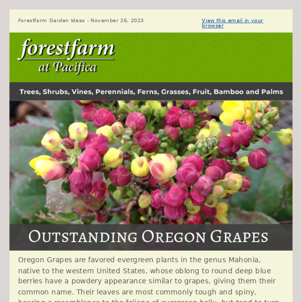 Outstanding Oregon Grapes!