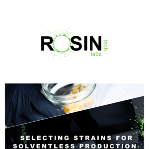 How to Choose the Best Strains for Solventless Extraction