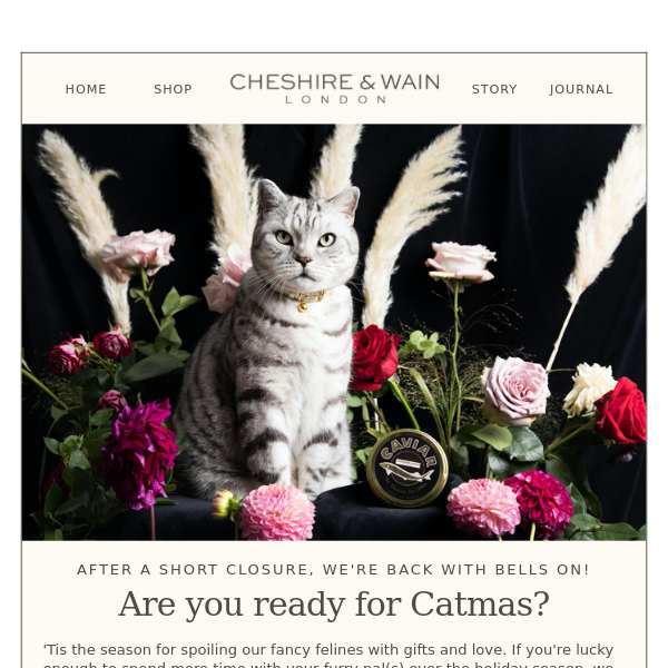 Cheshire & Wain is Back! Are you ready for Catmas? 🔔