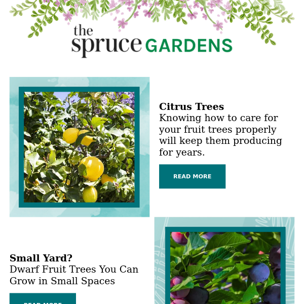 When to Prune Your Lemon Tree