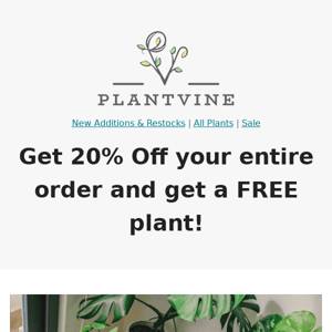 Shop now!!! All plants 20% off plus get a free Swiss Cheese Plant!!!