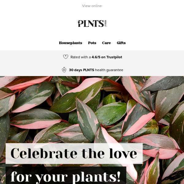 Shop our new pink plants! 🌱💞