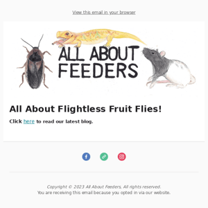 All About Flightless Fruit Flies!