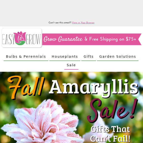 LAST CHANCE: Amaryllis Gifts 20% Off ❤️