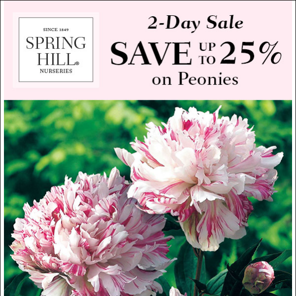 Up to 25% off All Peonies + $99 Orders Ship Free!