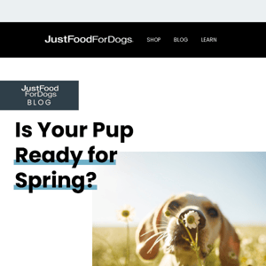 Prepare Your Pup for Spring Allergies 🌱🐕