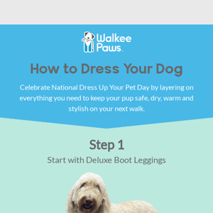 How to dress your dog 🐾