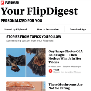 Your FlipDigest: stories from Bald Eagle, Mushrooms, Fashion Photography and more