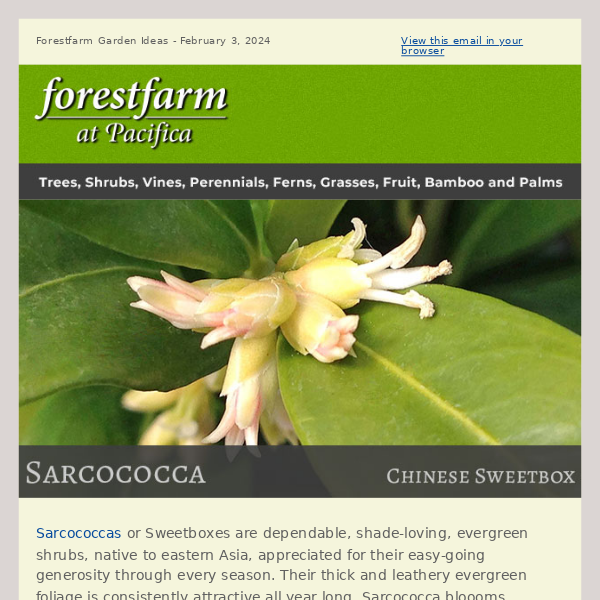 Sarcococca