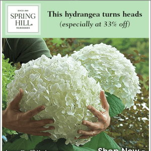 A mesmerizing hydrangea for 33% off