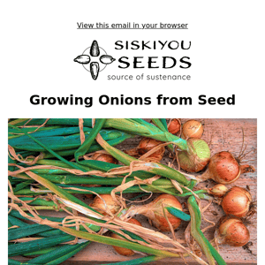 How to Grow Onions from Seed + 10% OFF Alliums!
