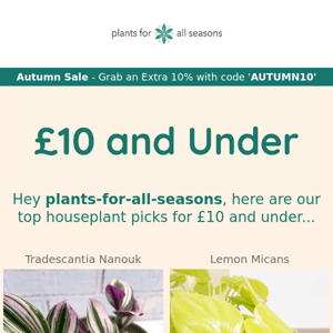 🌿 £10 and Under Houseplants 🌿