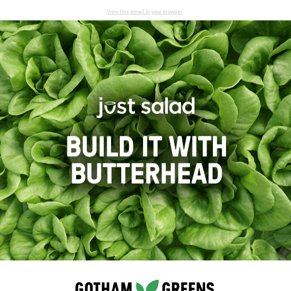 New! Butterhead Lettuce