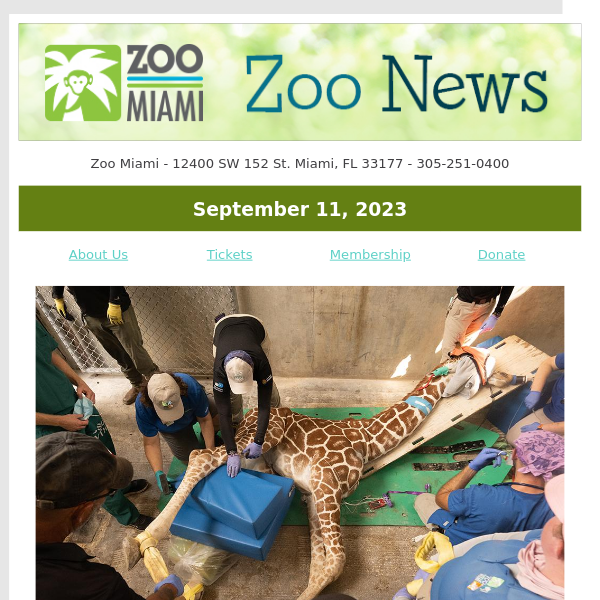 ZOO NEWS: Giraffe Undergoes Surgery at Zoo Miami