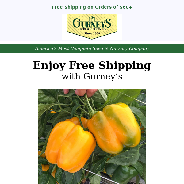 Last chance—enjoy FREE shipping on orders of $60 or more. - Gurney's