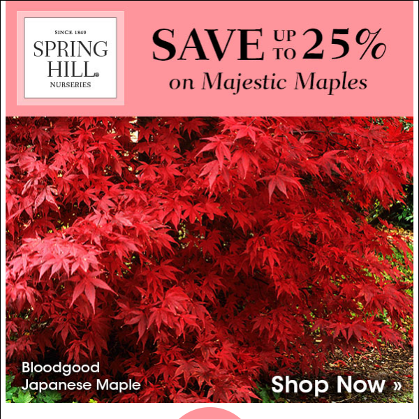 Up to 25% Off Maple Trees + Free Shipping on $125