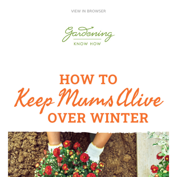 How To Keep Mums Alive Over Winter