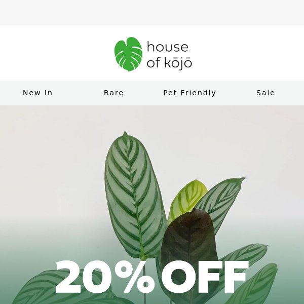 This weekend only: 20% off all Calathea! 🌿