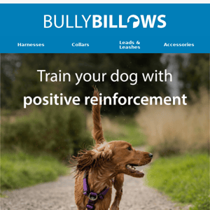 Train Your Dog With Confidence 🐕