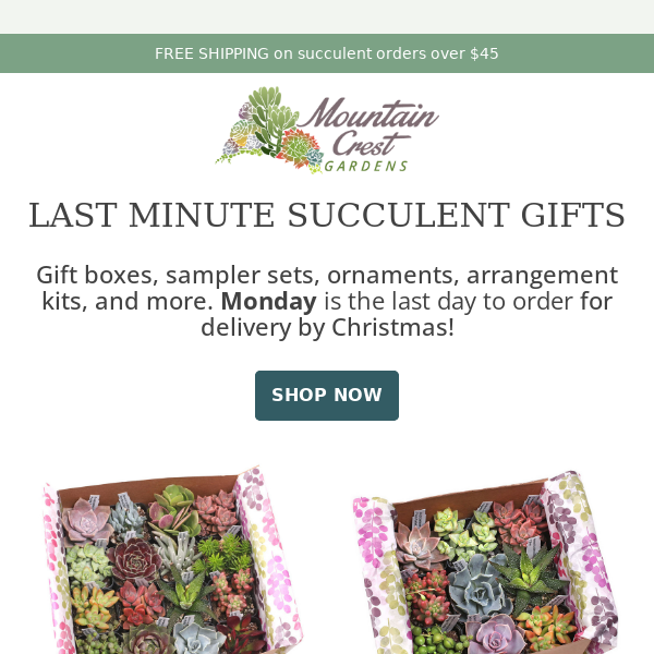 🌵 Last Minute Succulent Gift Ideas 🎁