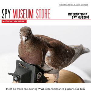 SPY Best Seller: Pigeon