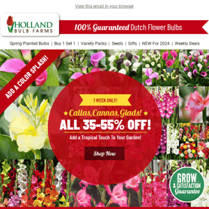 IT'S HERE! 🤩 80+ Callas, Cannas & Glads 35-55% OFF!