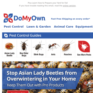 How to Identify Asian Lady Beetles