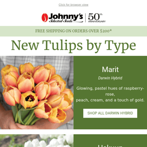 Trending Tulips by the Bunch!