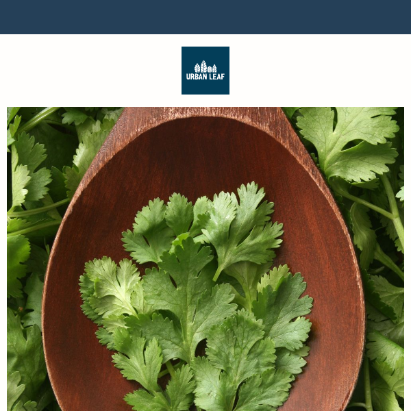 🌿Cilantro Season: Tips to Prevent Bolting & Exciting Offers at Urban Leaf!😍