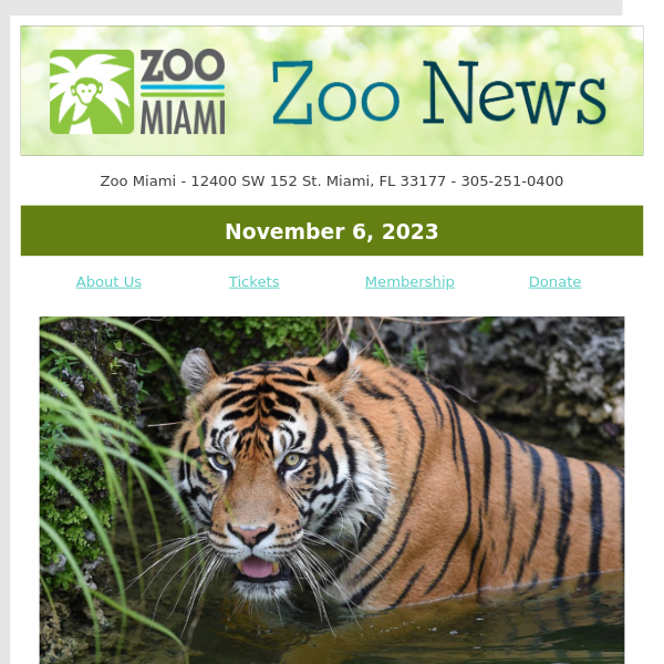 ZOO NEWS: Heartbreaking Loss of Sumatran Tiger