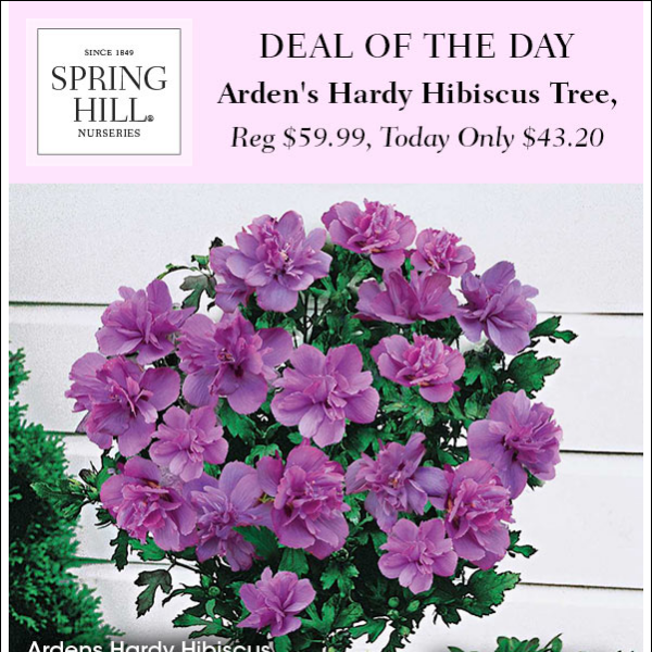 Deal of the Day: Save an EXTRA 20% on Arden's Hardy Hibiscus