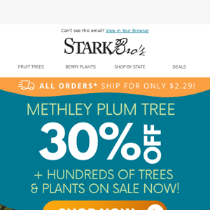🥰🌳 30% off this plum tree!