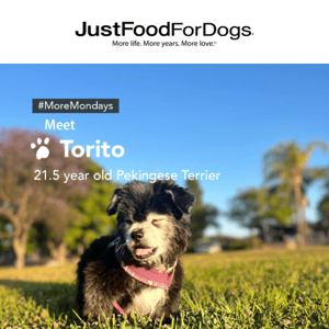 More Mondays: Meet Torito