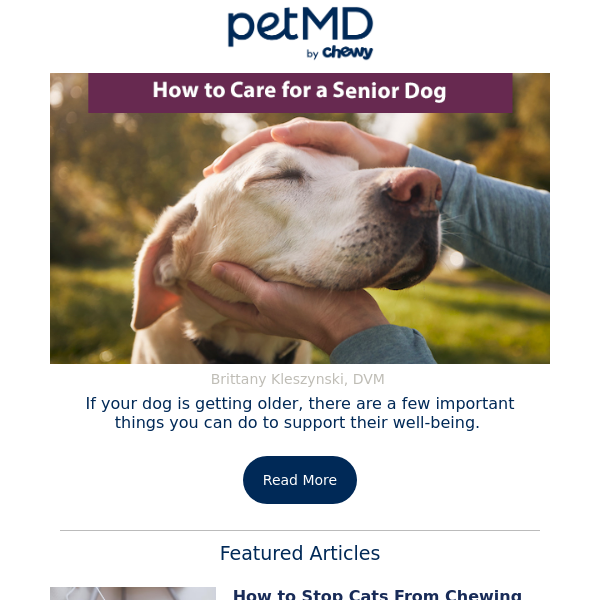 How to Care For Your Senior Dog