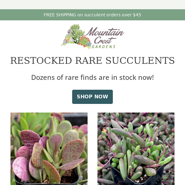 Restocked Rare Succulents! 🌵