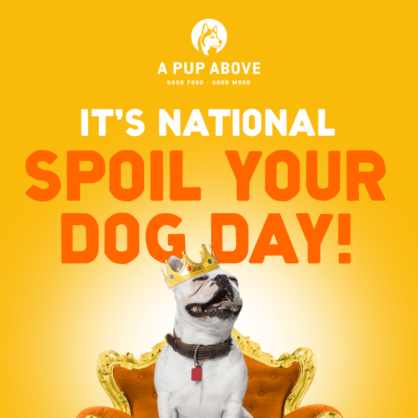 Spoil your pup today 💅🐶