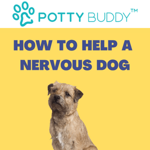 😟 How to help a nervous dog 🐶💡