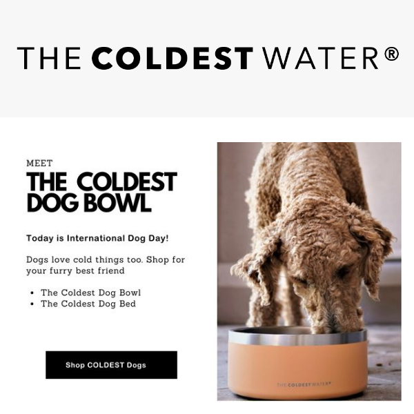 Meet The Coldest Dog Bowl & Bed 🐶