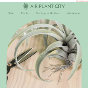 Is your air plant struggling? We'll help!