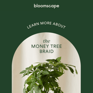 We're shining the spotlight on the Money Tree Braid