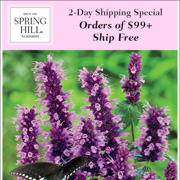 Save up to 25% on Everything for Your Hummingbird Garden