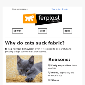 Why do cats suck fabric? 🐱