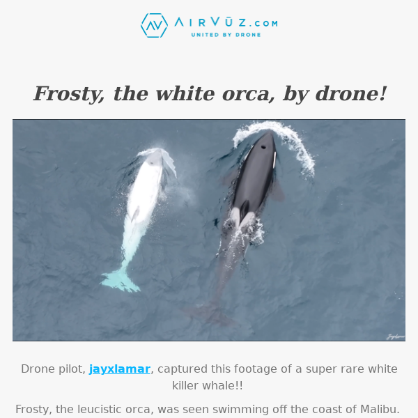 See drone footage of an extremely rare white orca whale!!